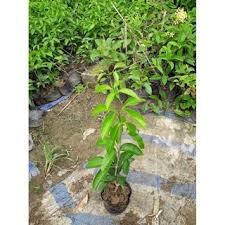Cây giống hoa lan tỏi