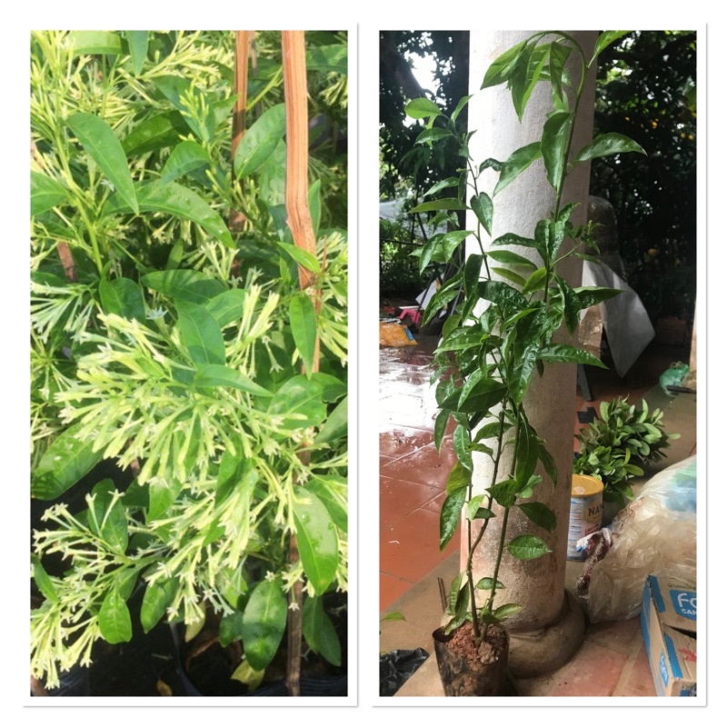 Cây dạ lý hương thơm cao 50-60cm đang nụ hoa