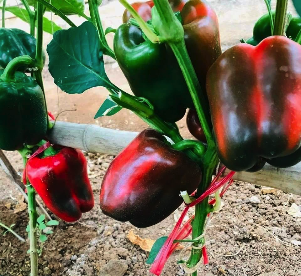 Gói 5 hạt giống ớt chuông đỏ - hạt giống F1