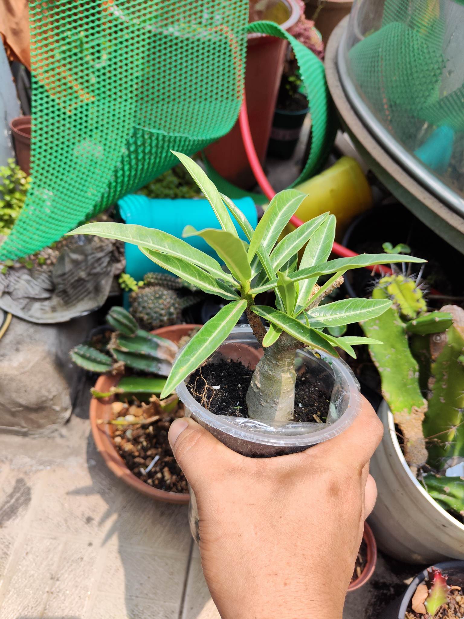 SỨ kim tự tháp khỏe đã đẻ nhánh