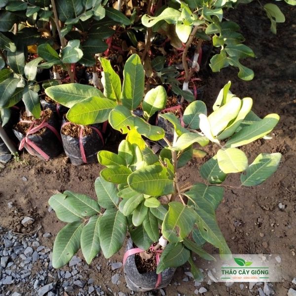 Tree like a label-tree of true beauty