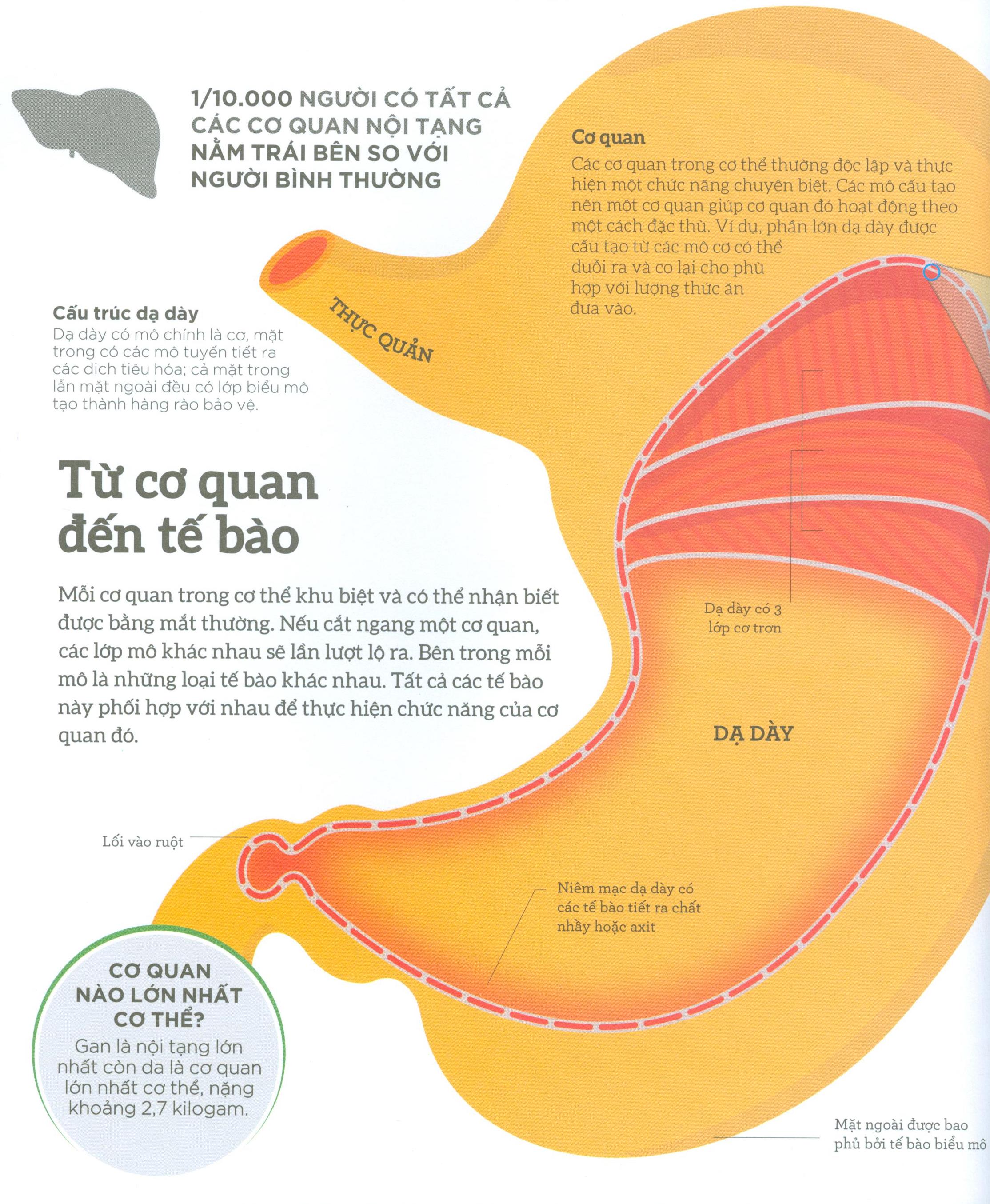How The Body Works - Hiểu Hết Về Cơ Thể (BC)