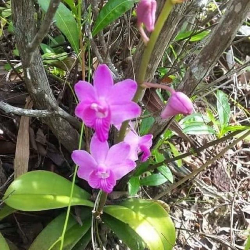 HOA LAN HỒ ĐIỆP RỪNG - HỒ ĐIỆP ĐÁ