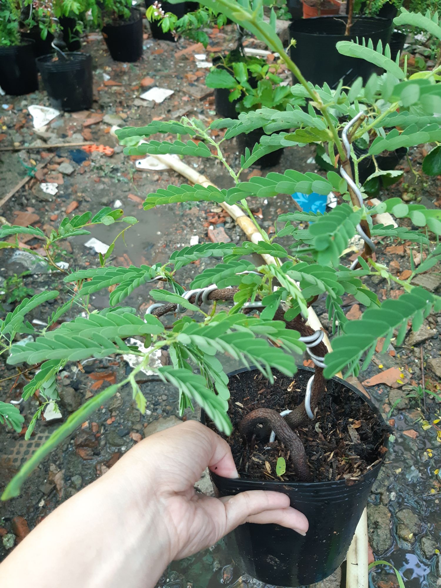 cây me bonsai mini