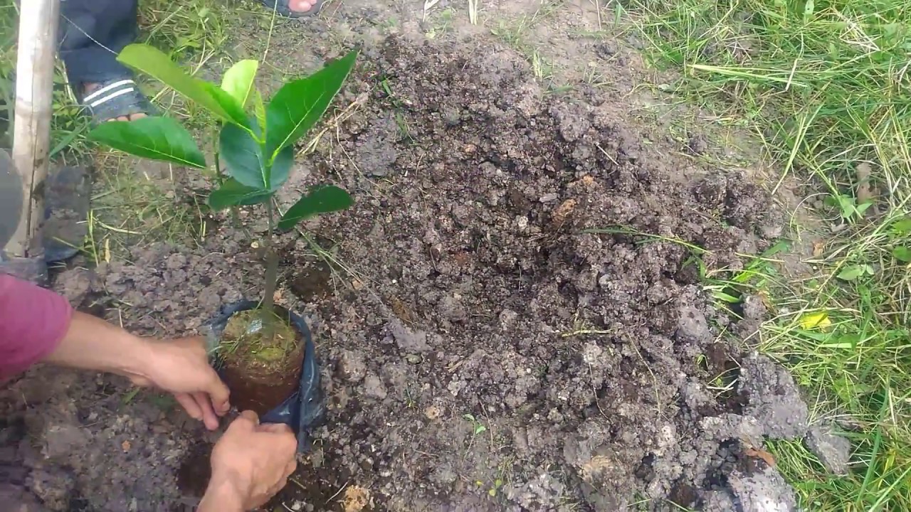 (HÀNG MỚI VỀ) Cây giống mít malaysia ruột đỏ, sơ đỏ, quả dài