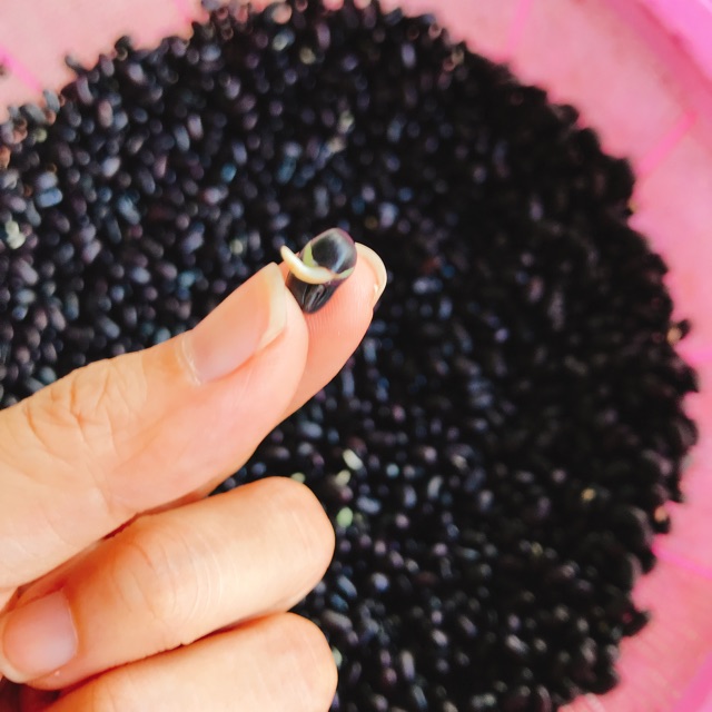 Đậu đen xanh lòng hạt nhỏ nhà quê tự trồng  túi 1kg loại 1