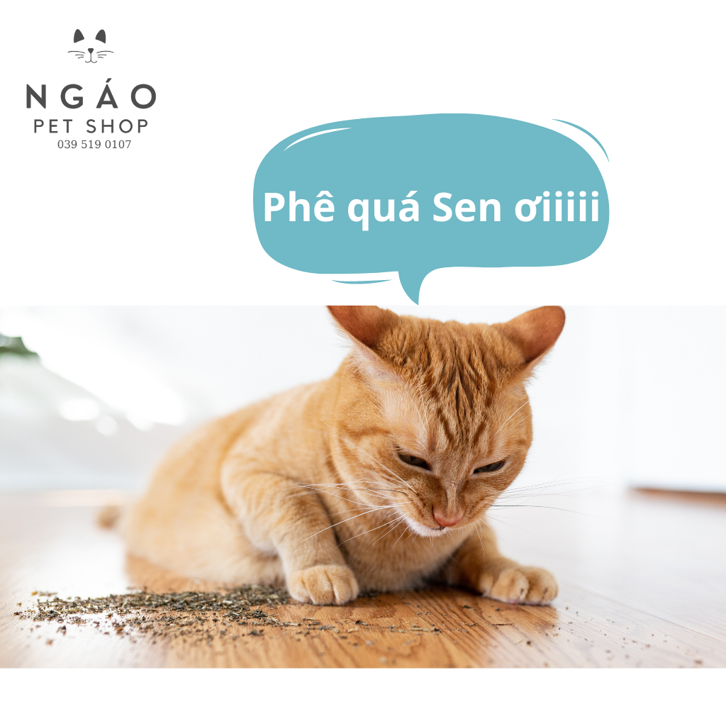 CỎ BẠC HÀ CAT MINT/CATNIP CHO MÈO 10GR