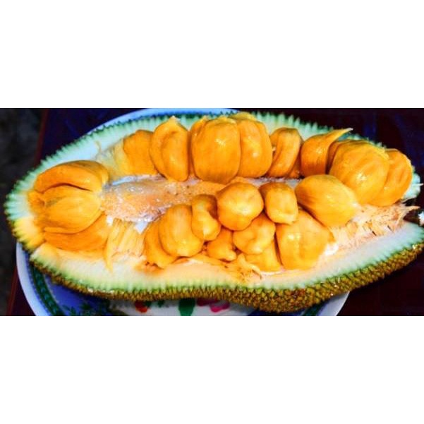 CÂY GIỐNG MÍT TỐ NỮ