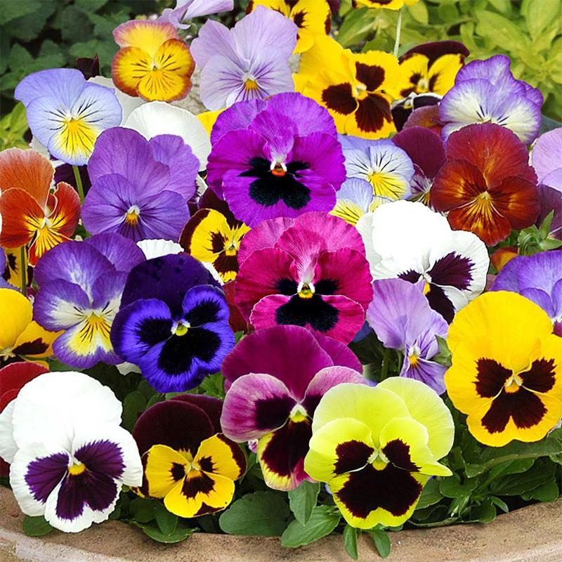 Hạt giống hoa Viola (Pansy) Golden Seeds Mix 50 Hạt