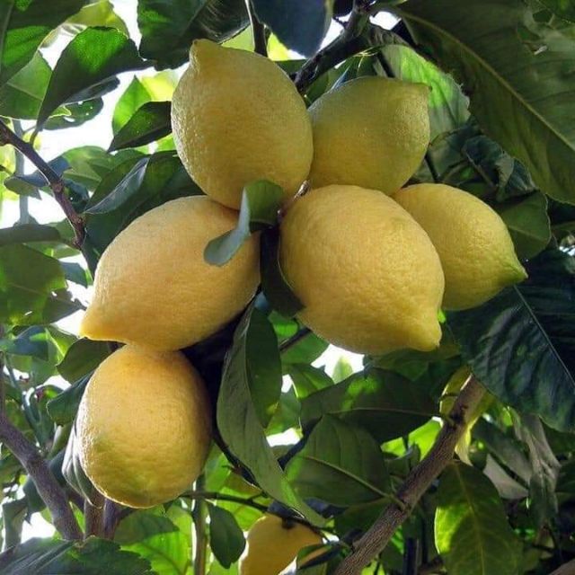 Cây Giống Chanh Vàng Eureka ( cây tốt)