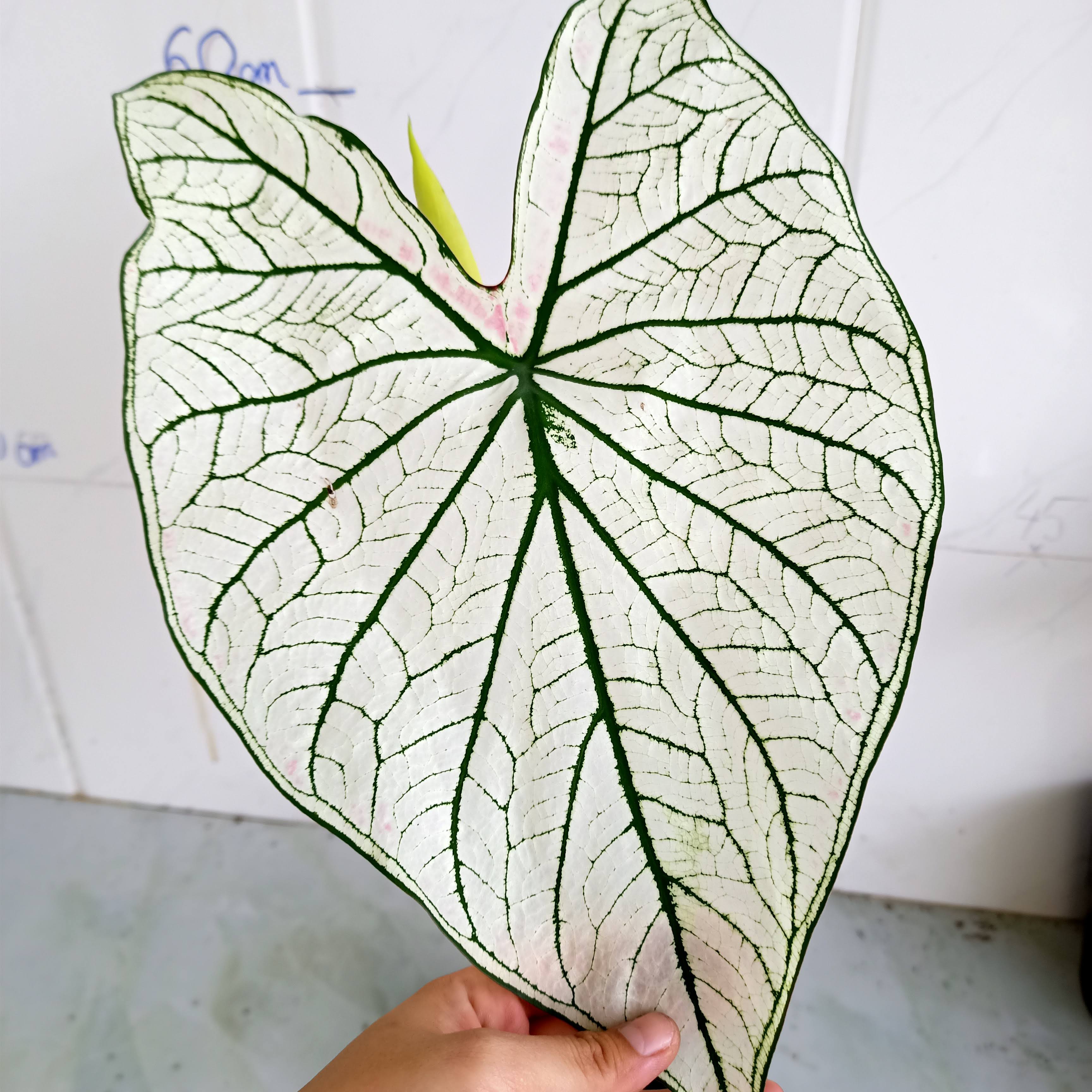 Chậu cây môn trắng - Caladium Bicolor White Christmas - Summer Garden