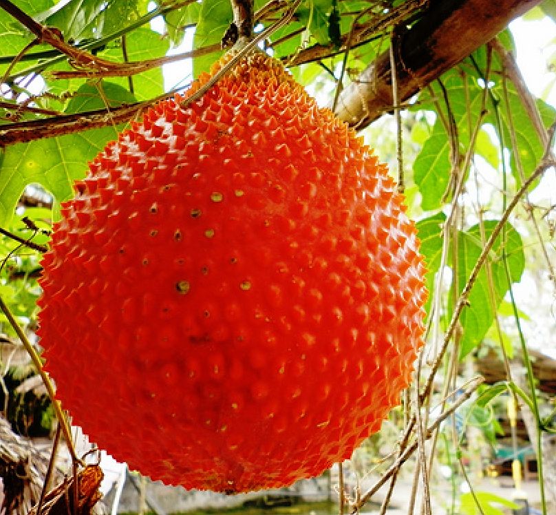 Hạt giống cây gấc cao sản ( gói 10 hạt )