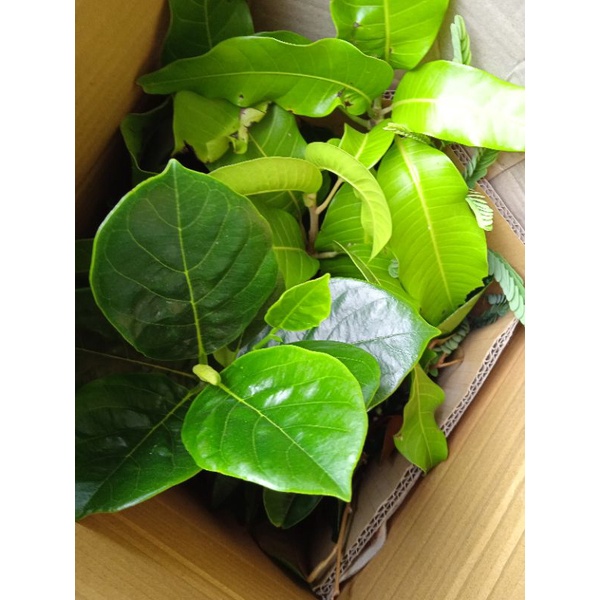Mãng cầu Na Thái