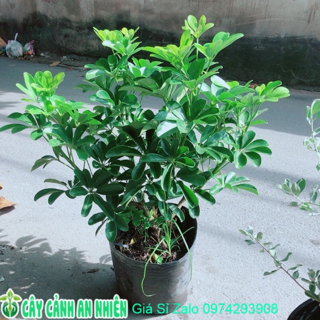 Cây Ngũ Gia Bì Size Lớn