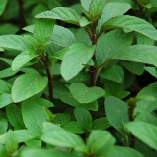 Hạt giống rau húng quế-2gr