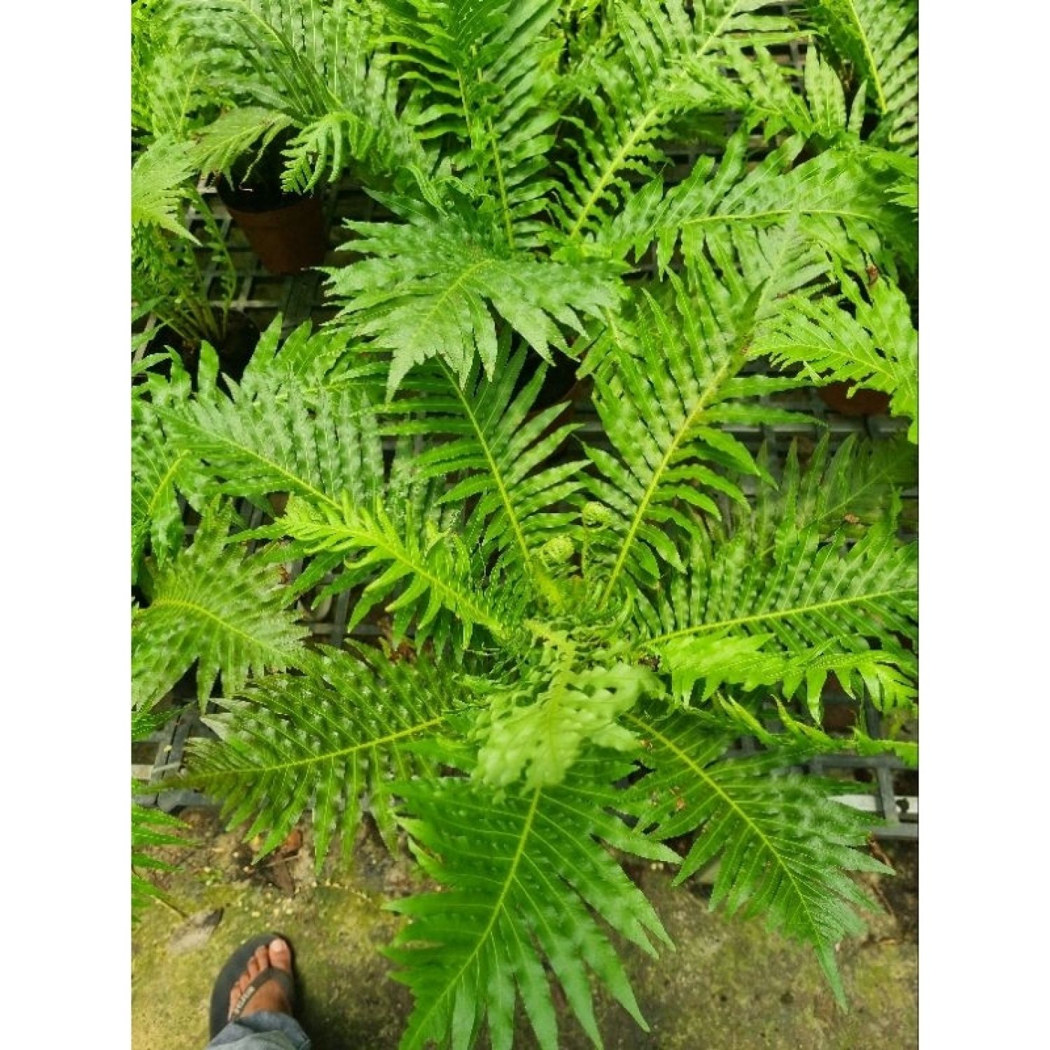 Cây dương xỉ khổng tước