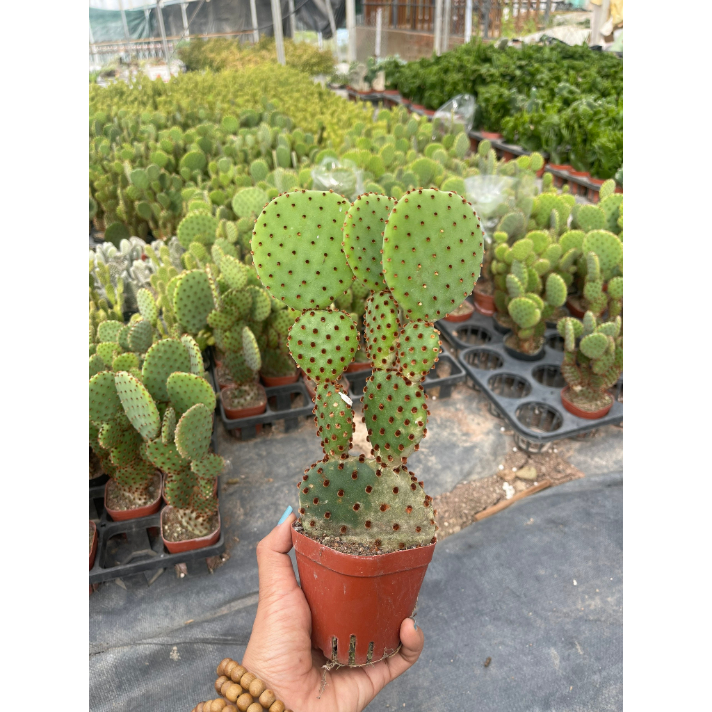 Xương rồng tai chuột Mickey