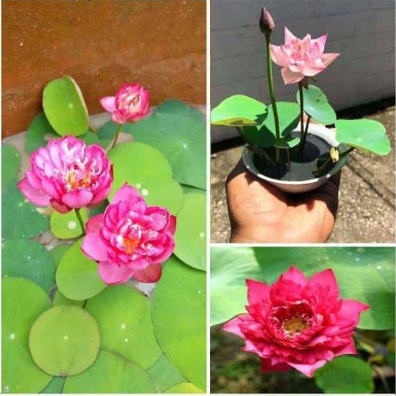 Hạt giống HOA SEN NHẬT MINI - GÓI 5 HẠT