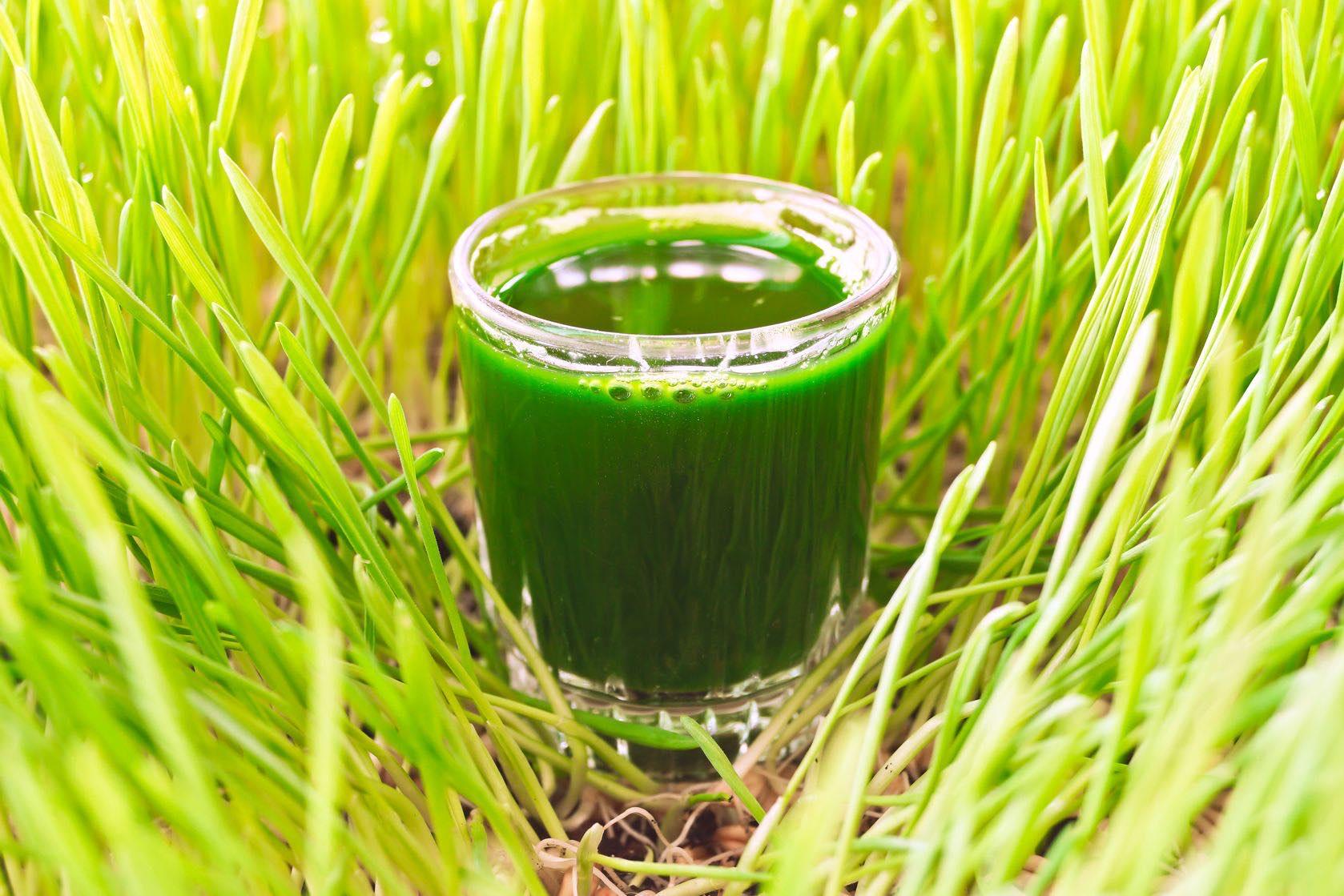 100g hạt giống cỏ lúa mì (cỏ lúa mạch/tiểu mạch) ươm nảy mầm.