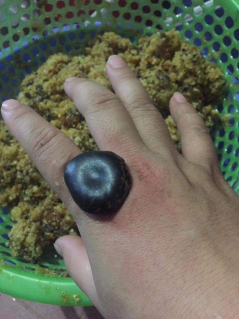 Hạt Đậu Lào (10 Hạt Giá Dùng Thử)