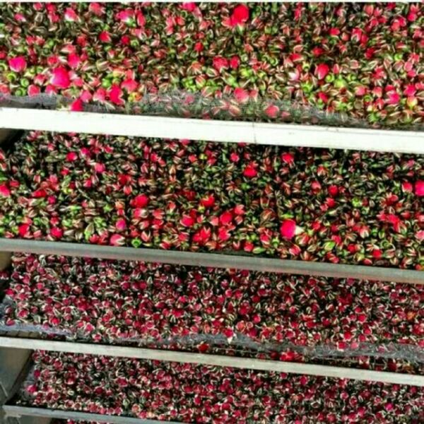 1kg nụ hồng tây tạng
