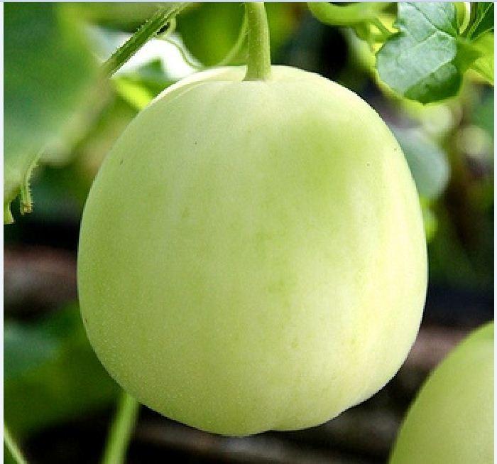 Bộ 5 gói hạt giống dưa lê siêu ngọt - tặng 1 phân bón