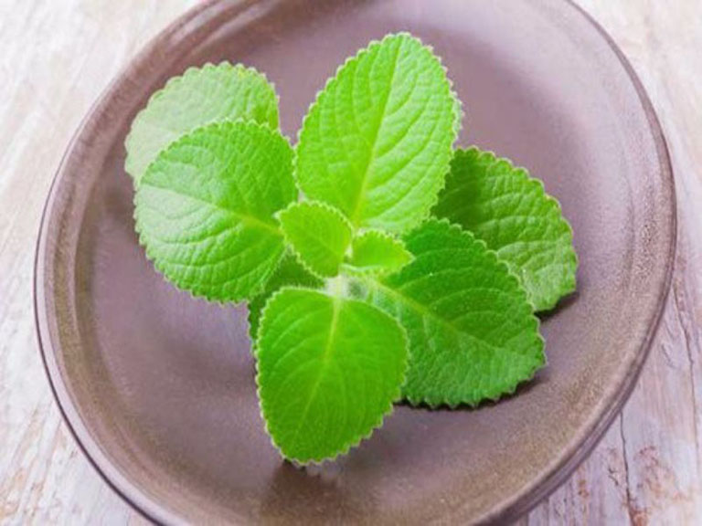 Hạt giống rau húng chanh gói 0.2g