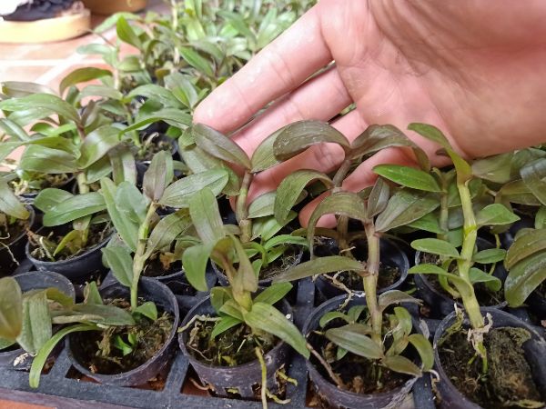 combo 2 cốc giả hạc cát bà