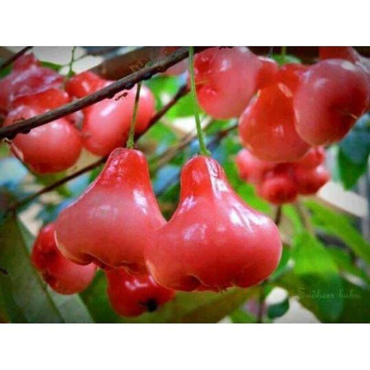 Cây giống mận hoàng yến siêu sớm._cây giống 3 miền store