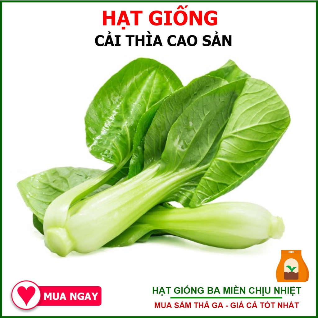 1kg hạt giống cải thìa chịu nhiệt bẹ lớn