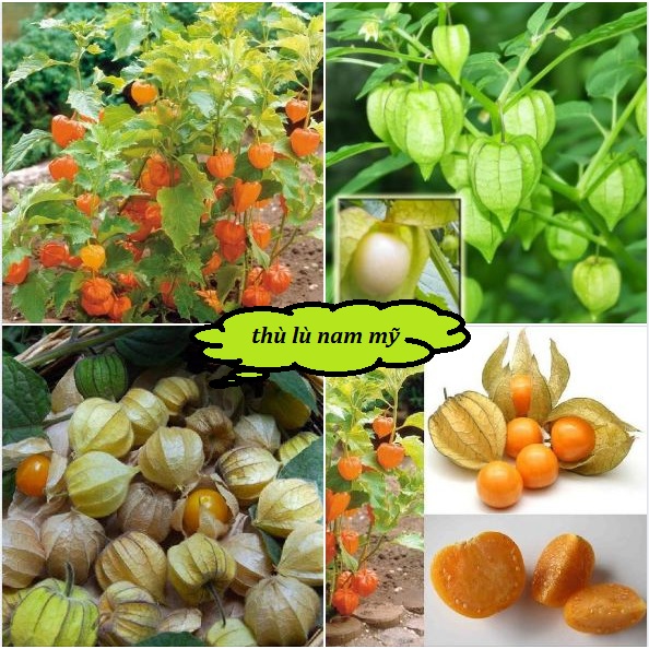 Hạt giống cây thù lù nam mỹ-gói 50 hạt