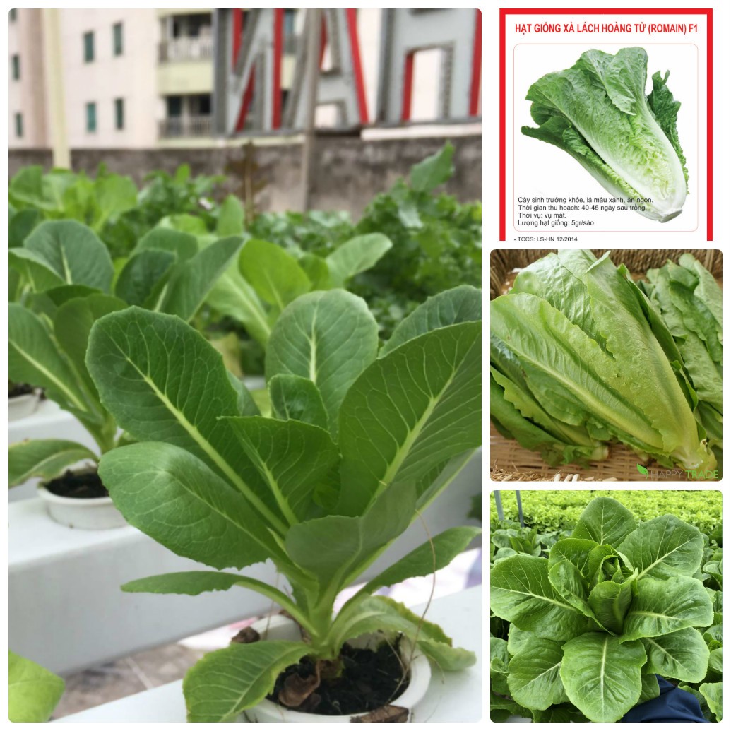 Hạt giống xà lách Romaine xanh - Gói 0.2gram