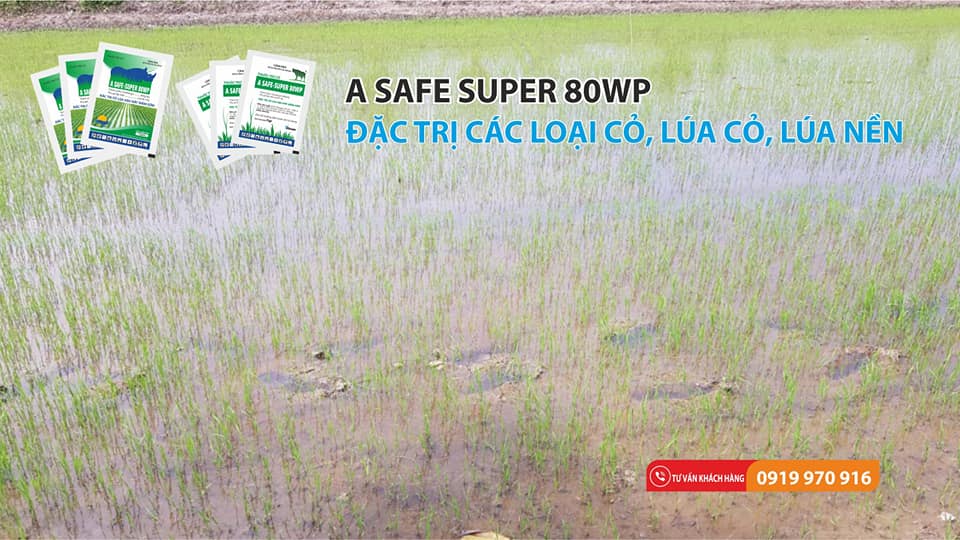 Thuốc Safe super 80wwp đặc trừ các loại cỏ , lúa cỏ, lúa nền, lúa rài, lúa lộn, lúa 2 tầng, lúa cơi hiệu quả số 1 hiện nay