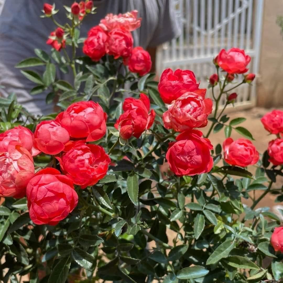 Hoa hồng bụi trứng cam (Hồng trứng margo koster) - say hoa