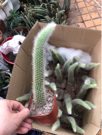 Cây xương rồng đuôi cáo