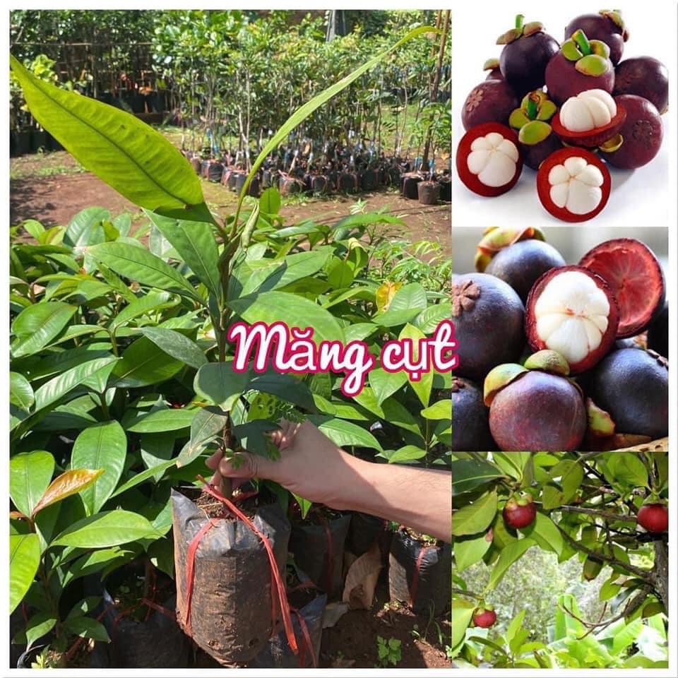 Cây Giống Măng Cụt Thực sinh (Nữ hoàng của các loại Trái Cây). [ Cây không ghép ]