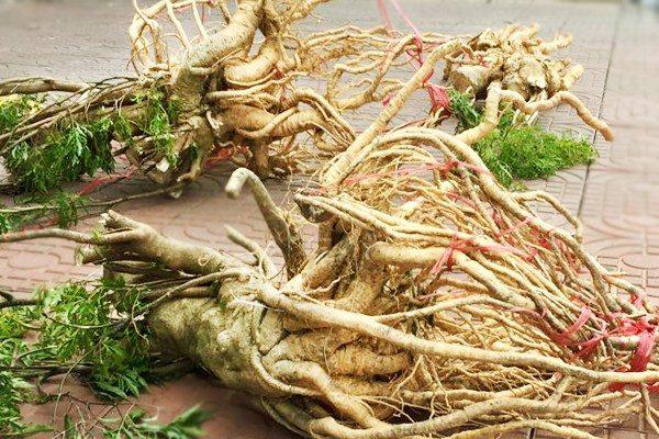 Đinh lăng nguyên củ tươi - Củ hơn 1kg - Đinh lăng nếp