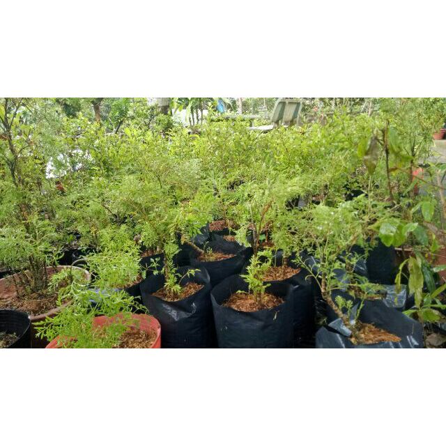 Cây Đinh Lăng ta lá nhỏ-cây giống