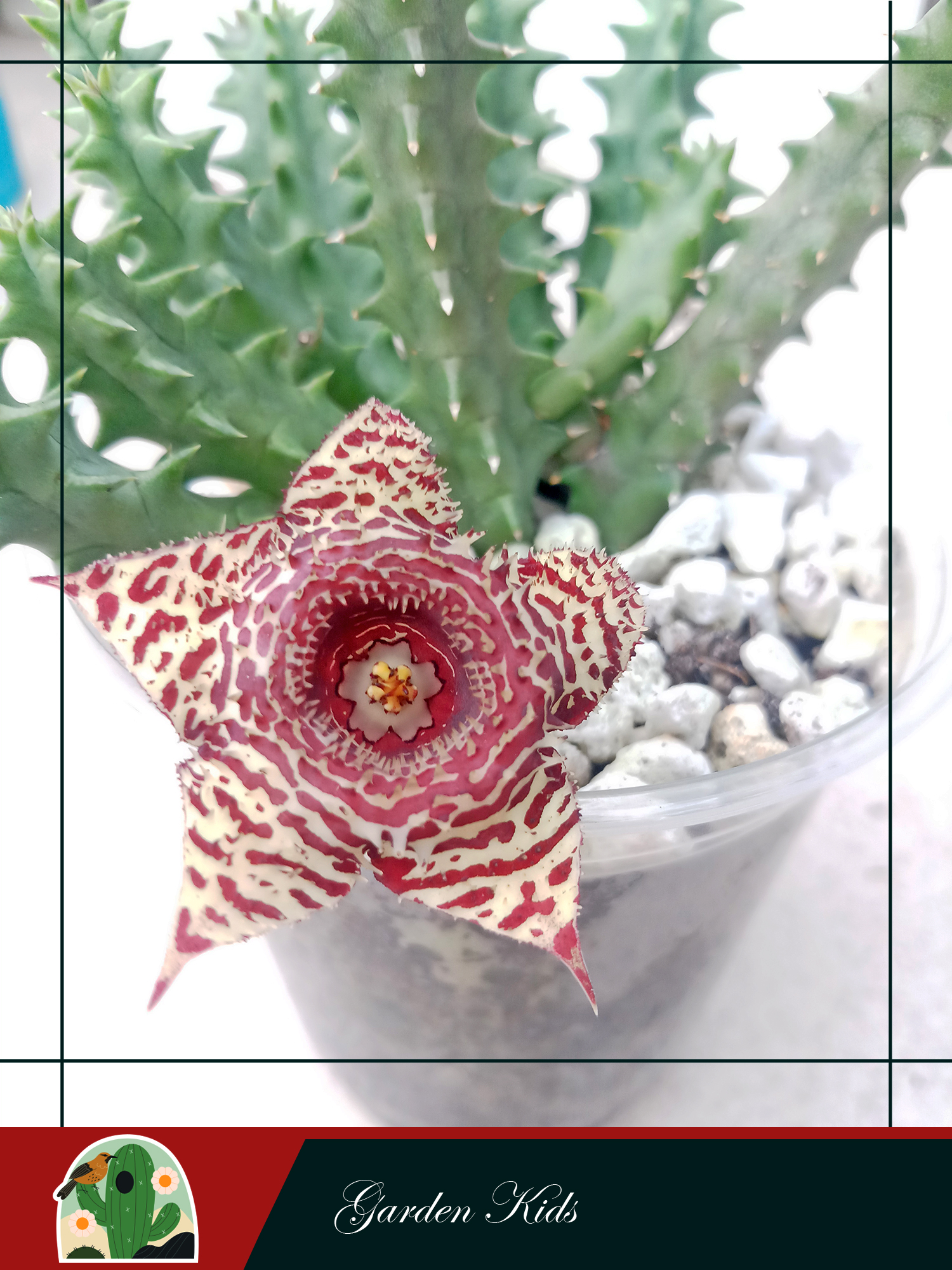 Xương rồng sao biển hoa chấm bi đỏ (Huernia Korat Tiger)