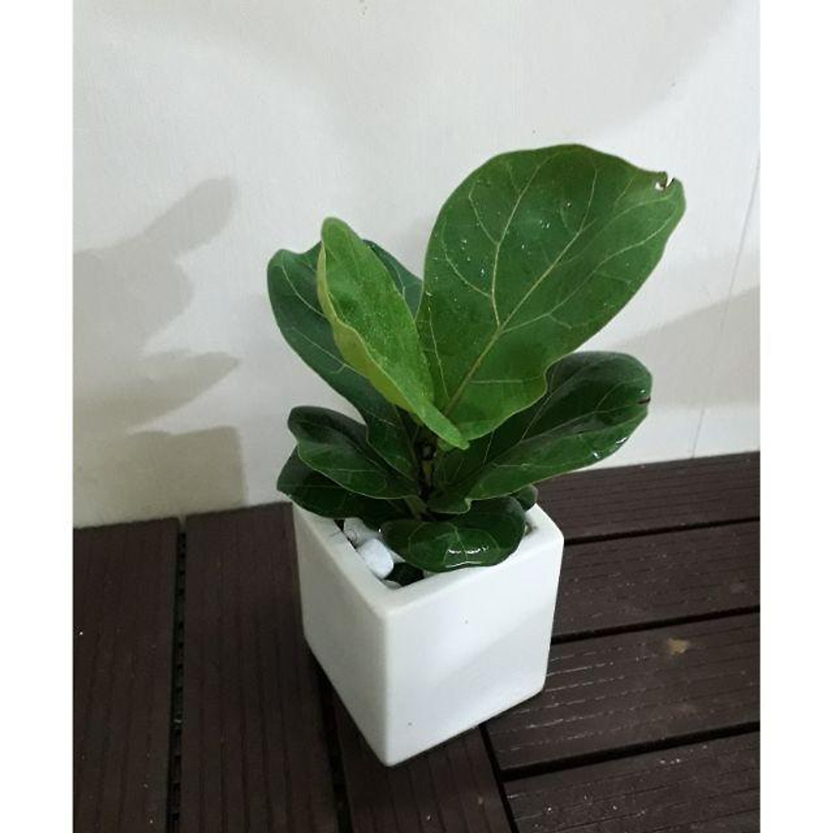 Cây Bàng Singapore - Tặng Chậu