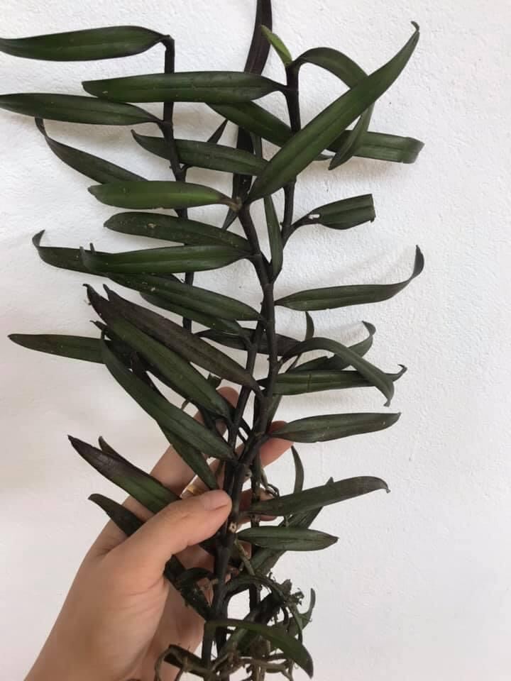 Hoa Lan phượng vỹ(3 cây)