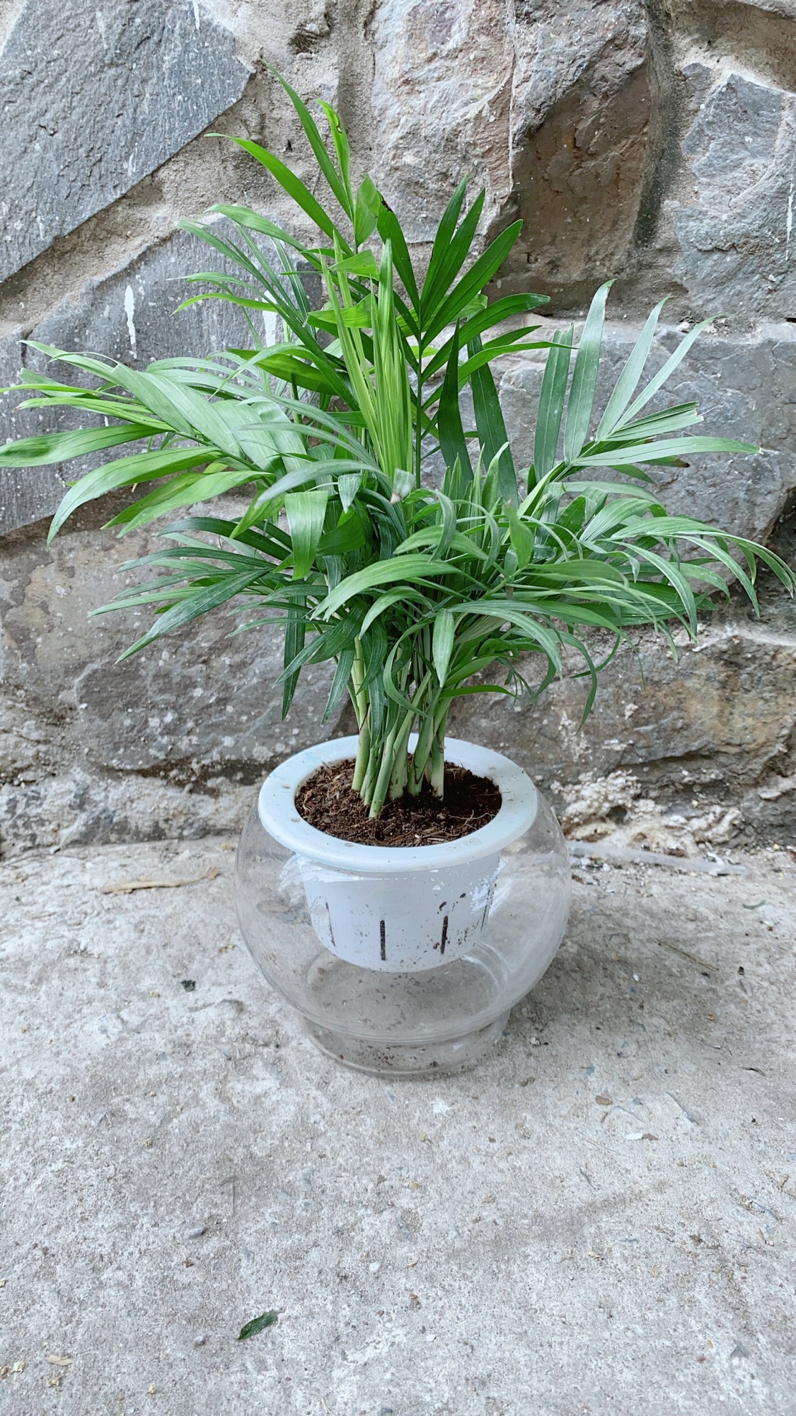 [HCM]Chậu Cây Cau Tiểu Trâm Thuỷ Canh