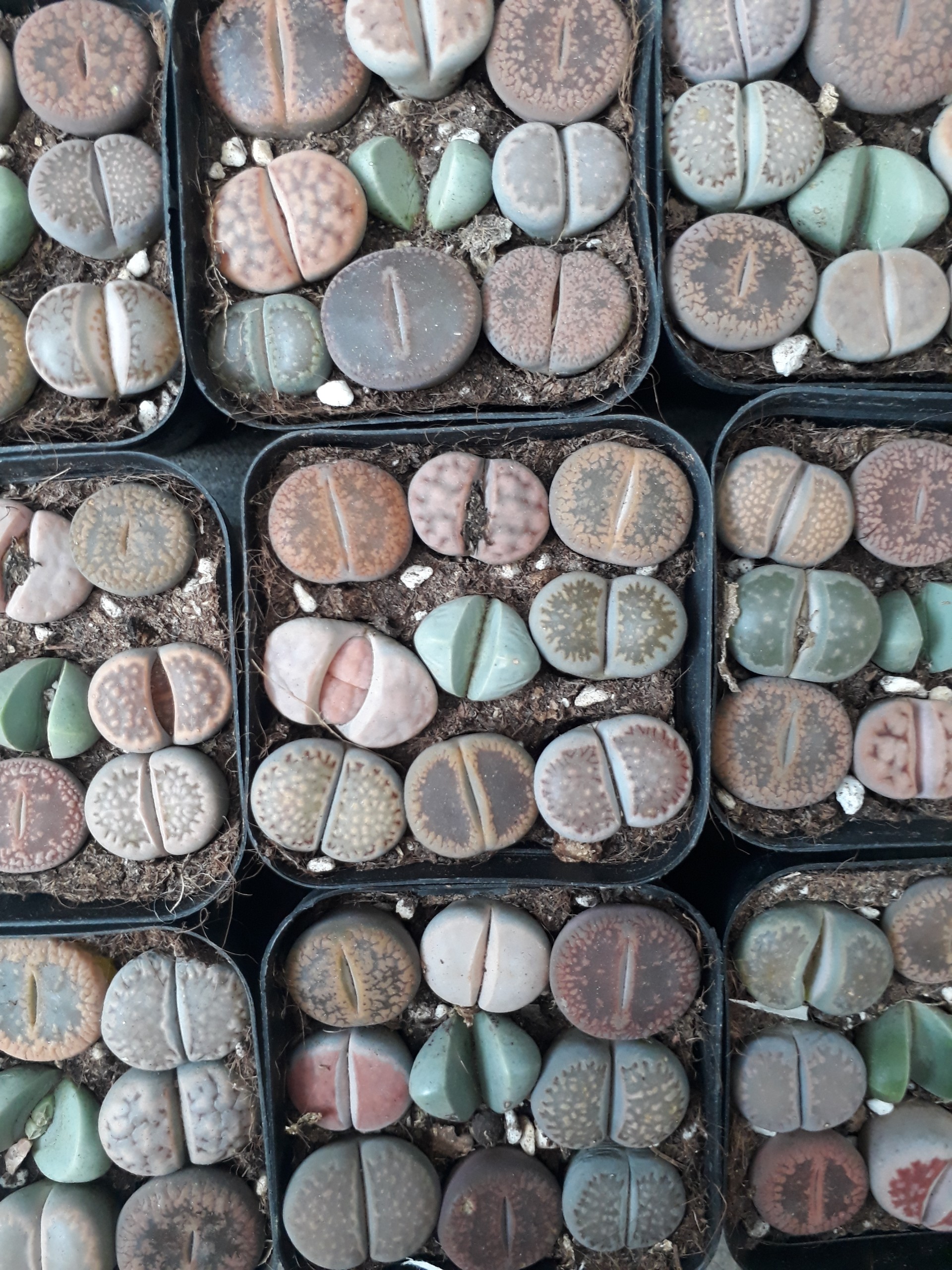 Sen Mông Mix Chậu 9 Cây Màu Siêu Đẹp (Sen Mông/Lithops/Thạch Lan)