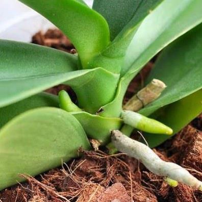 Xơ dừa miếng tribat - giá thể trồng lan tribat 3dm