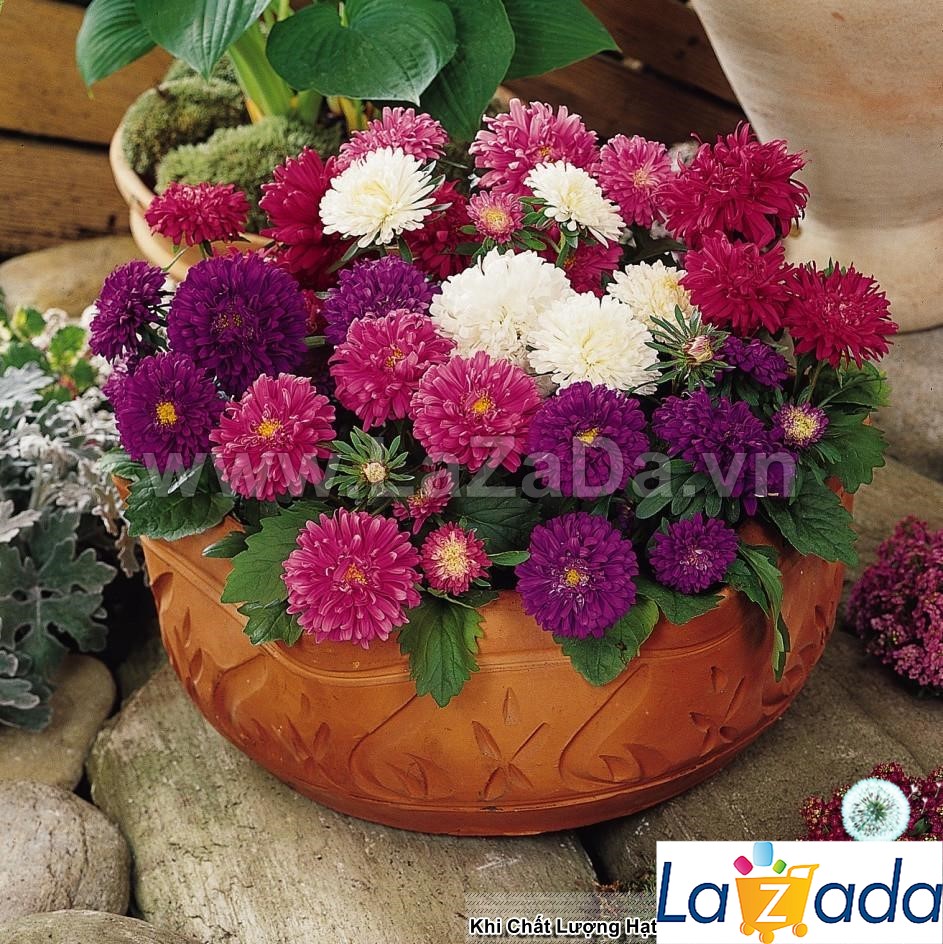 2GR 900.HẠT Hạt Giống Hoa Cúc Đài Loan Lùn 20cm Mix Màu (| -KD: B31*V15)