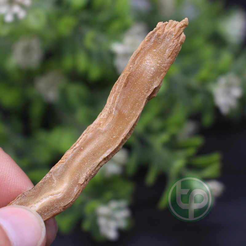 [New Arrivals] Dried Cypress Root 100g (Fragrant, Clean) - Tan Phat Herbal Medicine