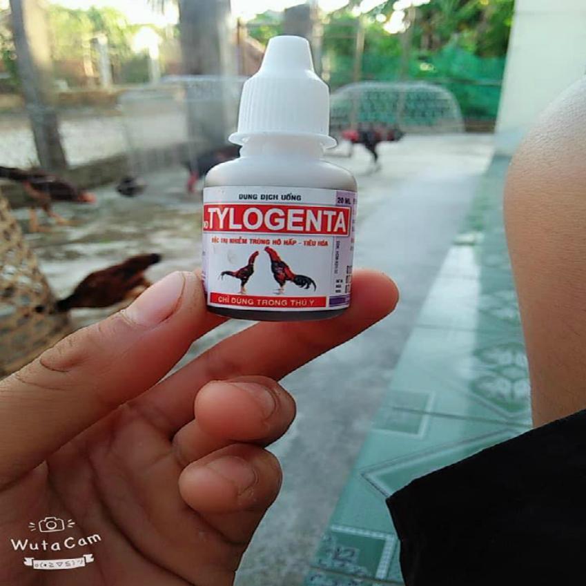 TYLOGENTA ( 10ML ) DUNG DỊCH UỐNG CHO GÀ KHẸC phân xanh