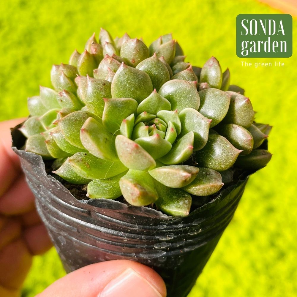 SEN ĐÁ RUBY LÁ NGẮN SIZE BÉ SIÊU KHỎE ĐẸP LỖI 1 ĐỔI 1