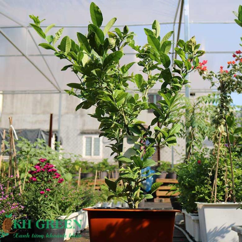 Cây chanh vàng EUREKA giống cao 70cm-90cm