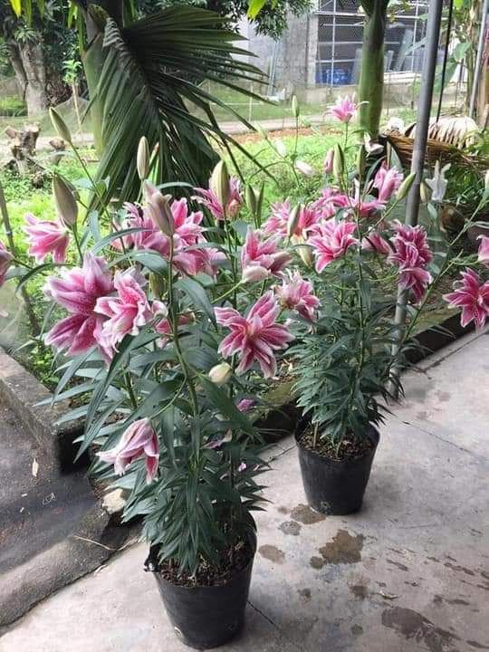 Combo 5 củ giống Hoa Ly chơi tết
